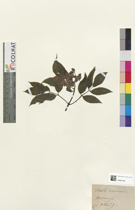 Sambucus racemosa (Caprifoliaceae)