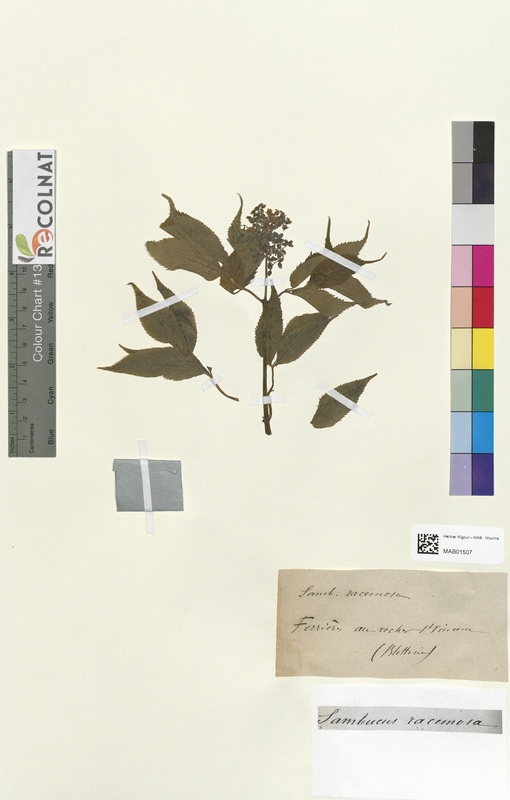 Sambucus racemosa (Caprifoliaceae)