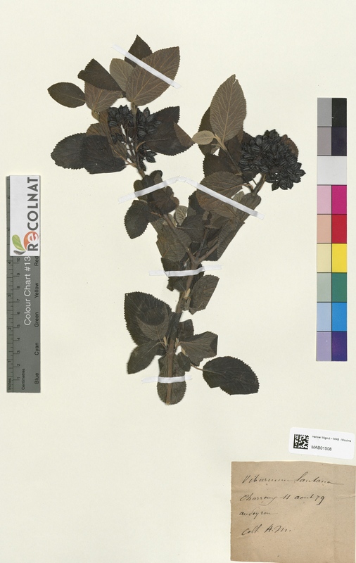 Viburnum lantana (Caprifoliaceae)