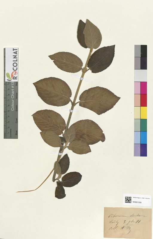 Viburnum lantana (Caprifoliaceae)