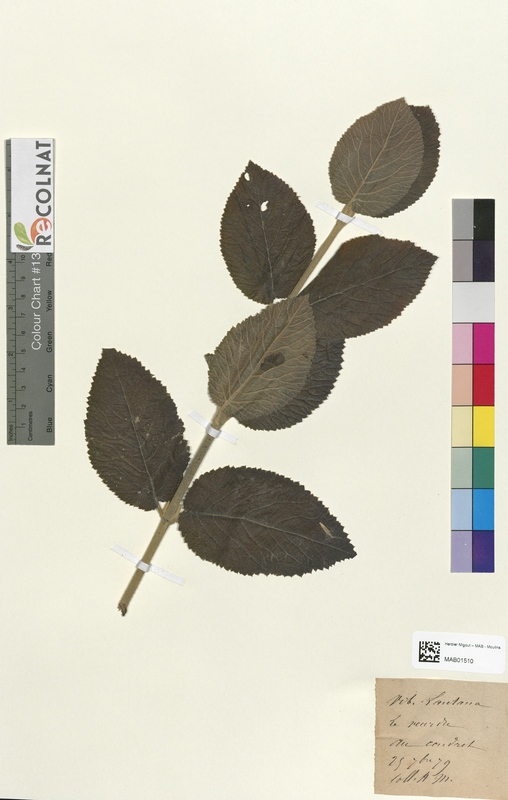 Viburnum lantana (Caprifoliaceae)