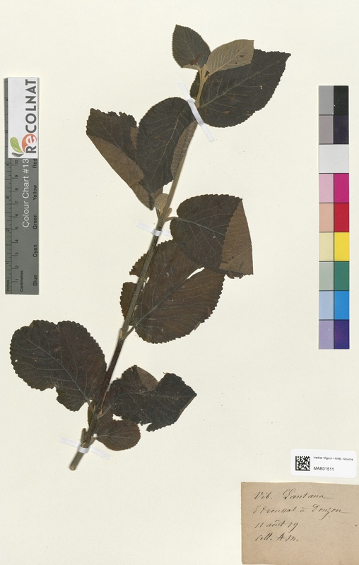 Viburnum lantana (Caprifoliaceae)