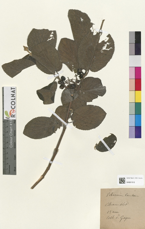 Viburnum lantana (Caprifoliaceae)