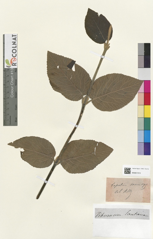 Viburnum lantana (Caprifoliaceae)