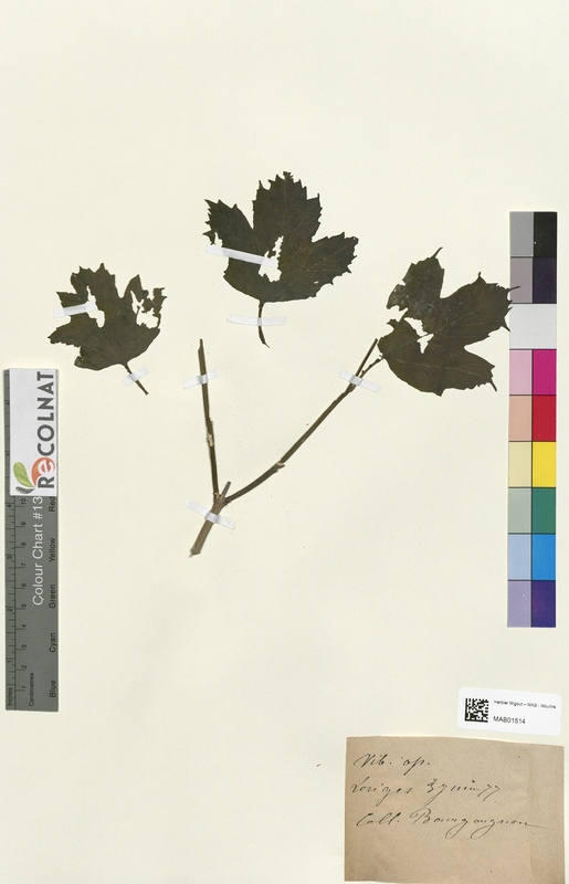 Viburnum opulus (Caprifoliaceae)