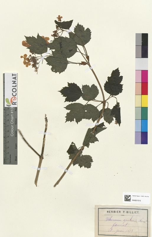 Viburnum opulus (Caprifoliaceae)