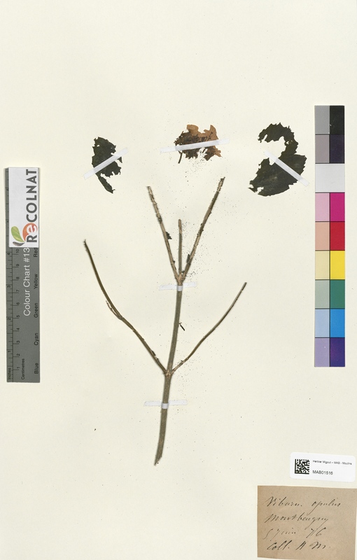 Viburnum opulus (Caprifoliaceae)