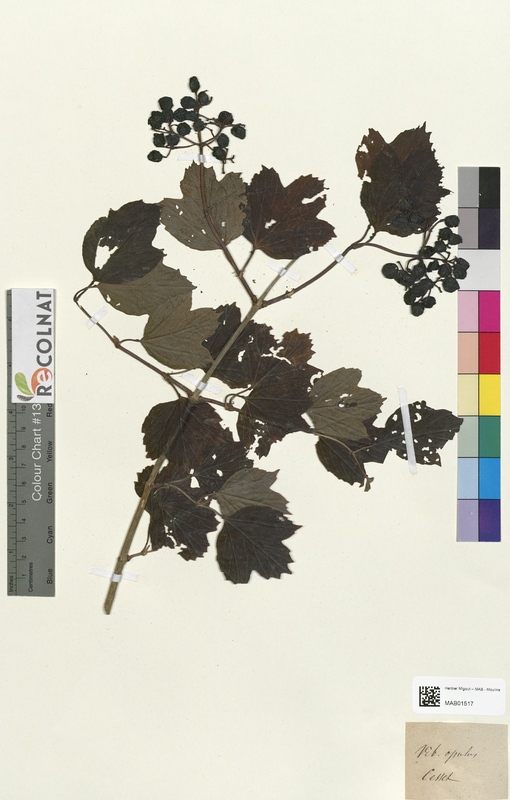 Viburnum opulus (Caprifoliaceae)