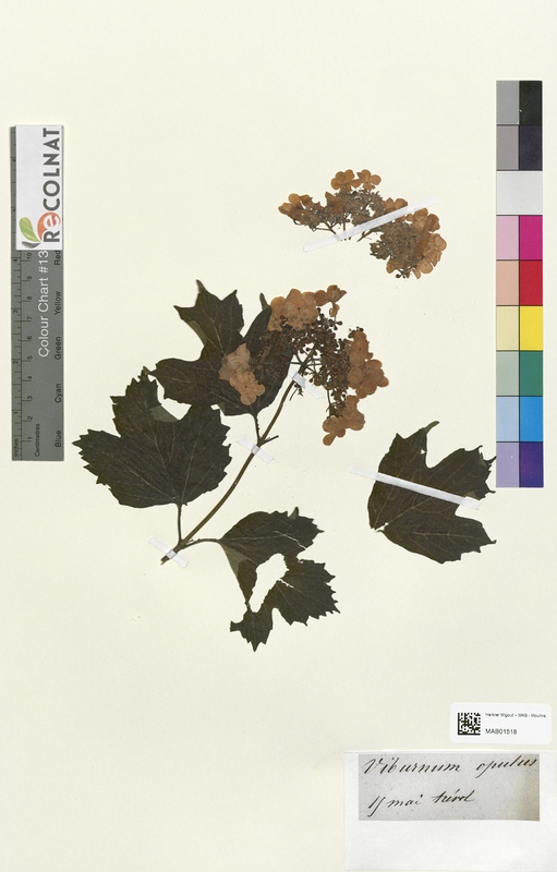 Viburnum opulus (Caprifoliaceae)