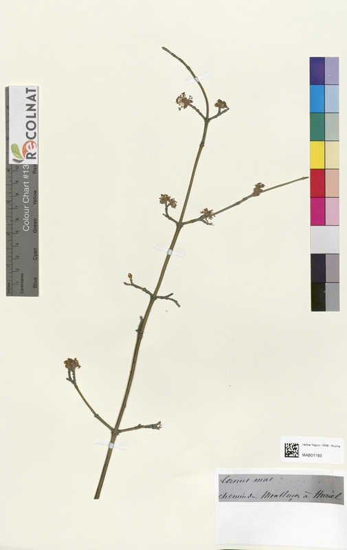 Cornus mas (Cornaceae)