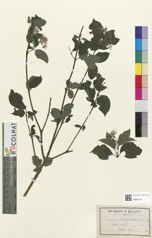 Cornus sanguinia (Cornaceae)