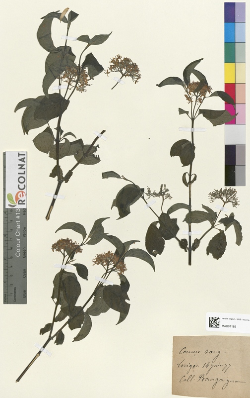 Cornus sanguinia (Cornaceae)