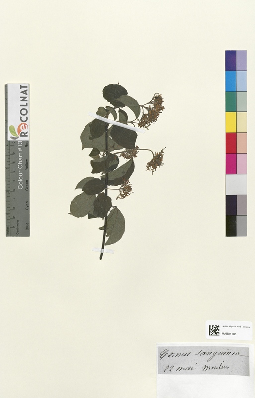 Cornus sanguinia (Cornaceae)