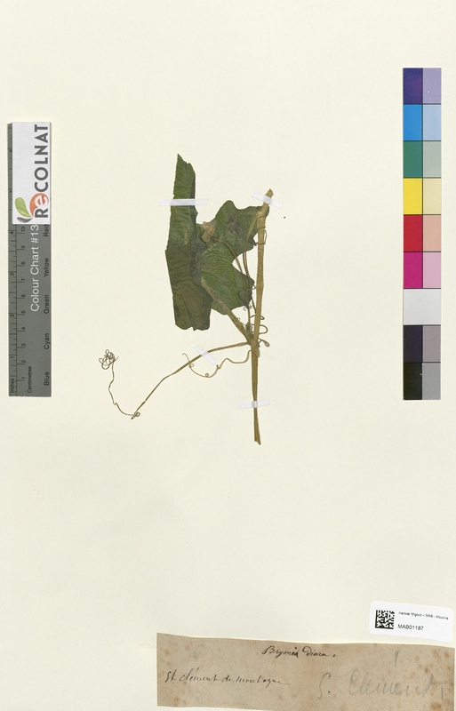 Bryonia dioica (Cucurbitaceae)