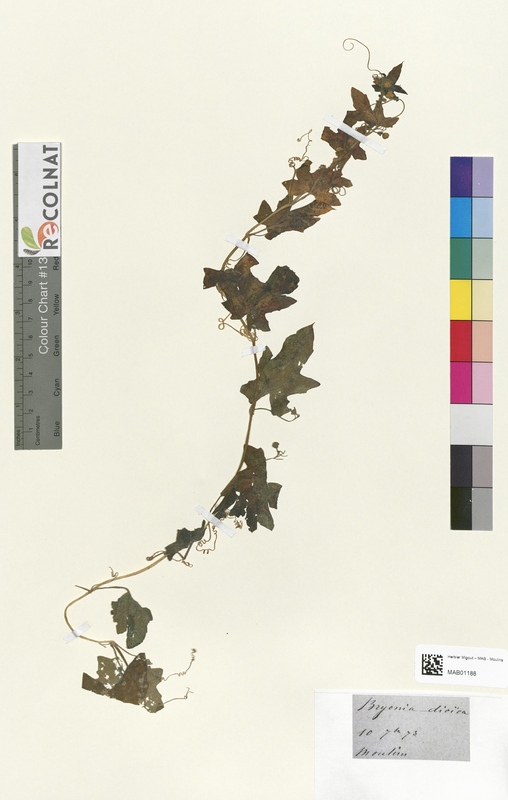 Bryonia dioica (Cucurbitaceae)