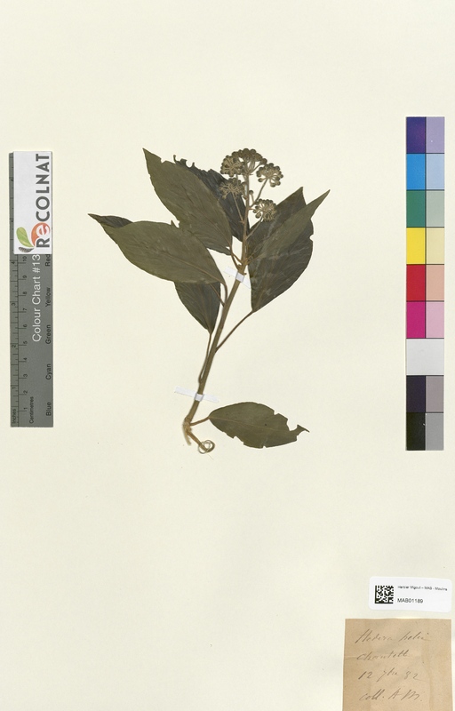 Hedera helix (Araliaceae)