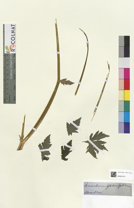 Heracleum sphondylium (Apiaceae)