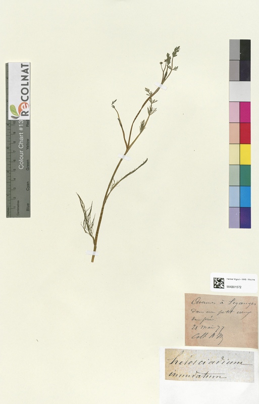 Helosciadium inundatum (Apiaceae)