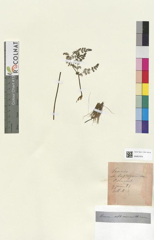 Meum athamanthicum (Apiaceae)