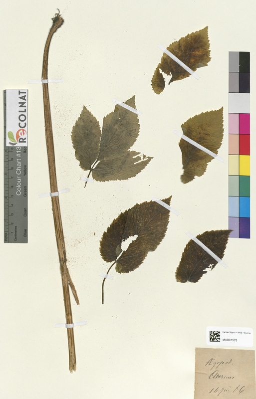 Aegopodium podagraria (Apiaceae)