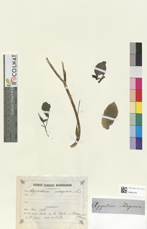 Aegopodium podagraria (Apiaceae)