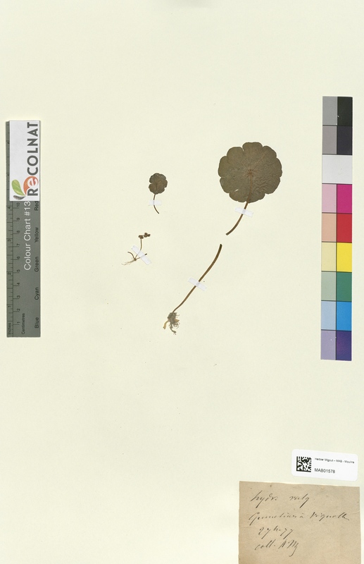 Hydrocotyle vulgaris (Apiaceae)