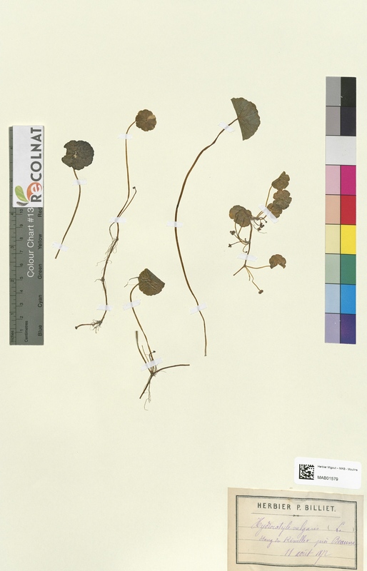 Hydrocotyle vulgaris (Apiaceae)