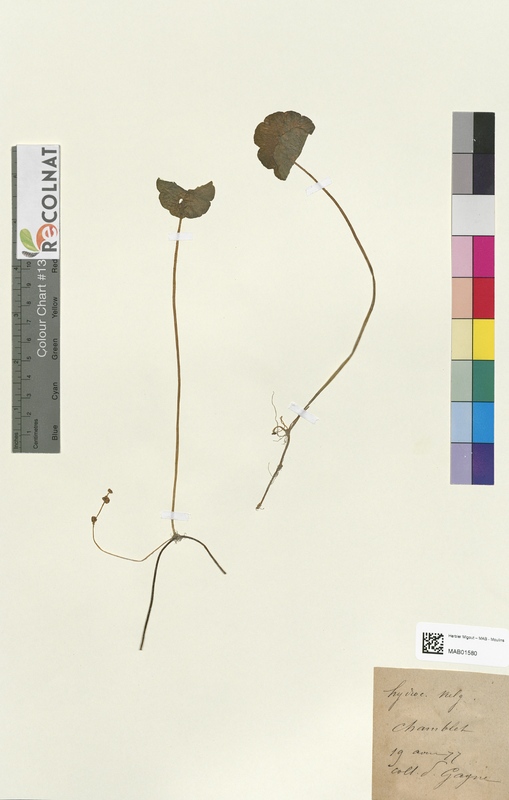 Hydrocotyle vulgaris (Apiaceae)