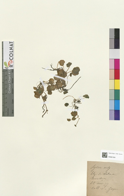 Hydrocotyle vulgaris (Apiaceae)