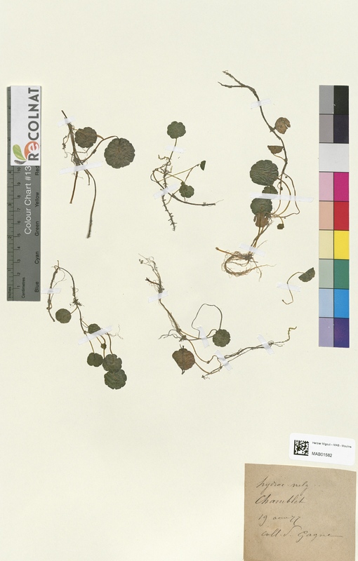 Hydrocotyle vulgaris (Apiaceae)