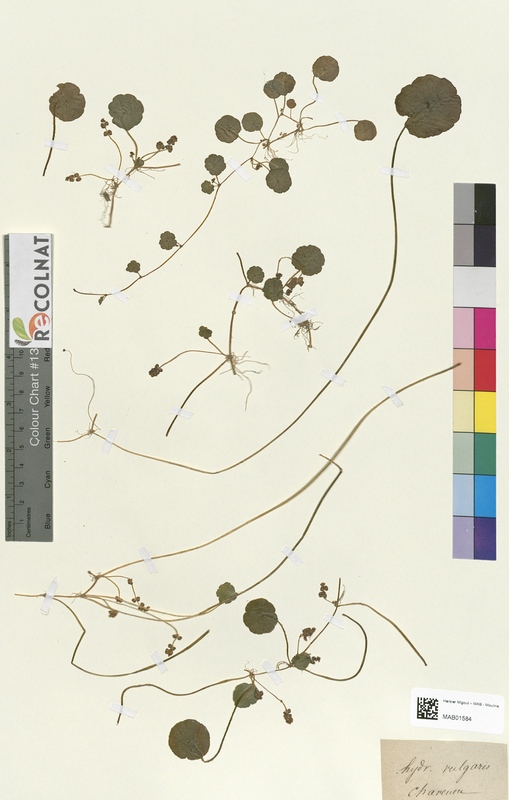 Hydrocotyle vulgaris (Apiaceae)