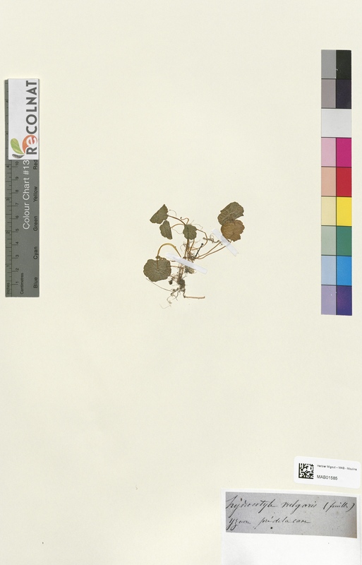 Hydrocotyle vulgaris (Apiaceae)