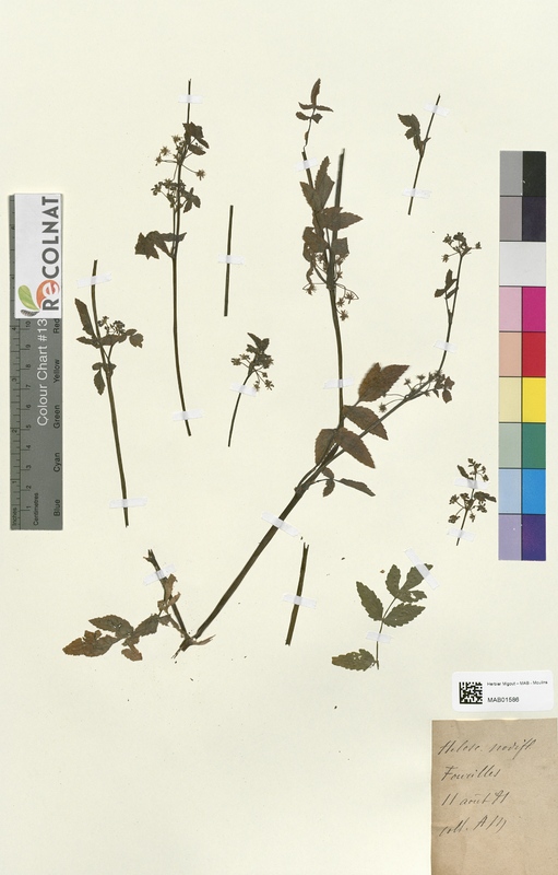 Helosciadium nodiflorum (Apiaceae)