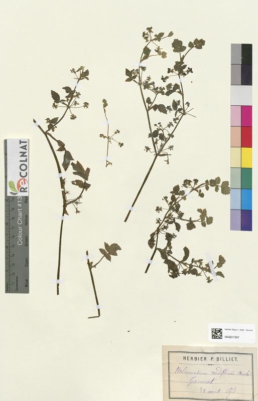 Helosciadium nodiflorum (Apiaceae)