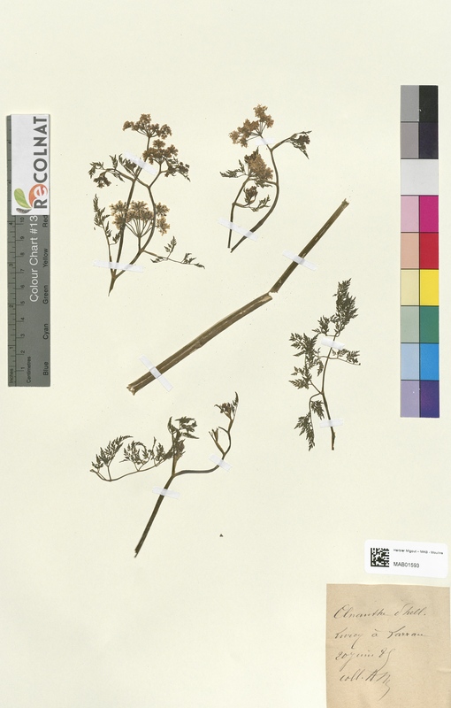 Oenanthe phellandrium (Apiaceae)