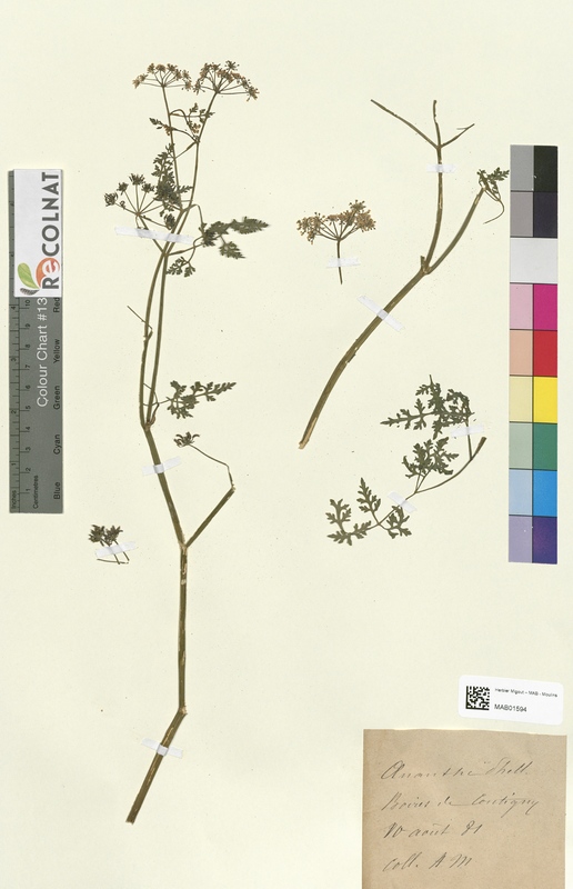 Oenanthe phellandrium (Apiaceae)