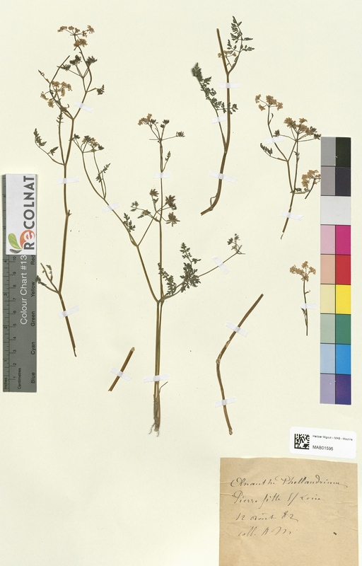 Oenanthe phellandrium (Apiaceae)