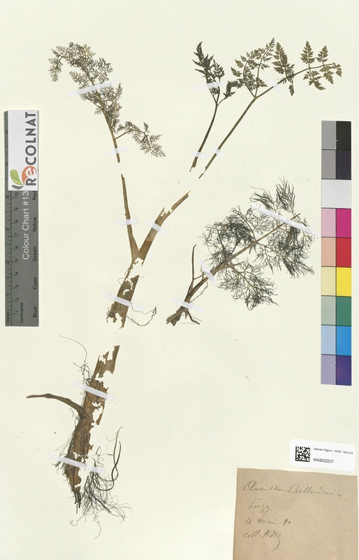 Oenanthe phellandrium (Apiaceae)