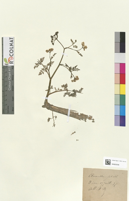 Oenanthe phellandrium (Apiaceae)