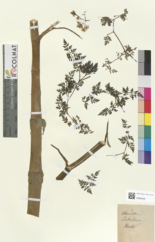 Oenanthe phellandrium (Apiaceae)