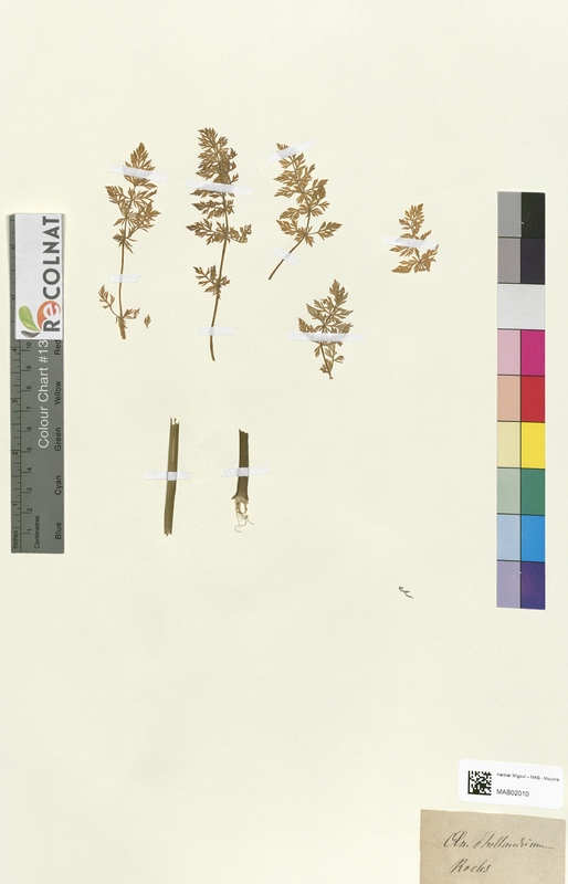 Oenanthe phellandrium (Apiaceae)