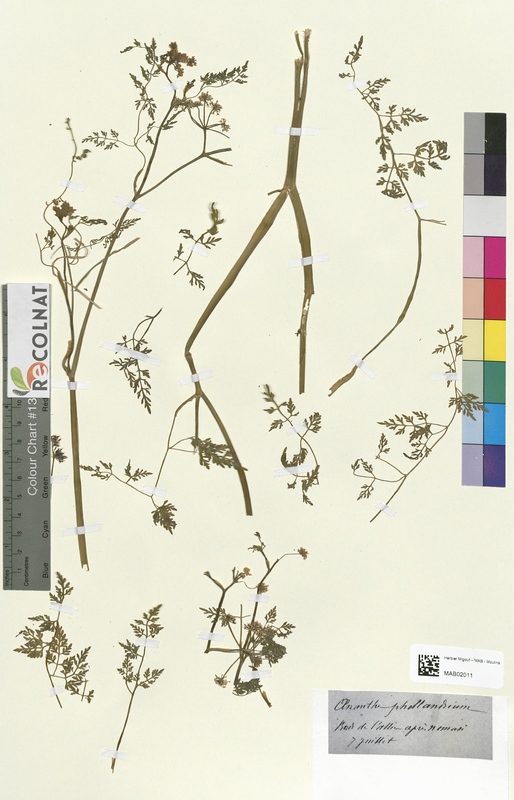 Oenanthe phellandrium (Apiaceae)