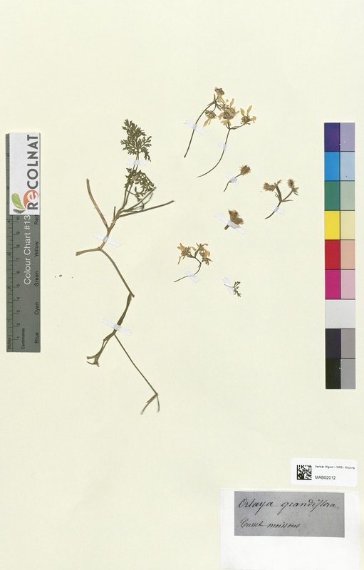 Orlaya grandiflora (Apiaceae)