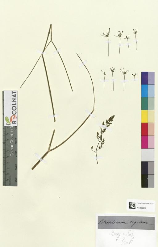 Petroselinum segetum (Apiaceae)