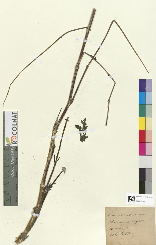 Peucedanum alsatium (Apiaceae)