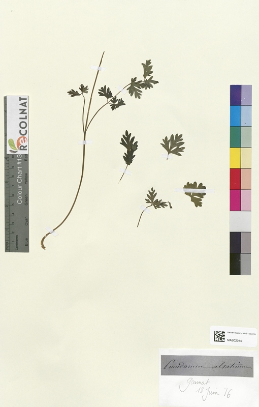 Peucedanum alsatium (Apiaceae)