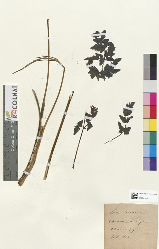 Peucedanum cenaria (Apiaceae)