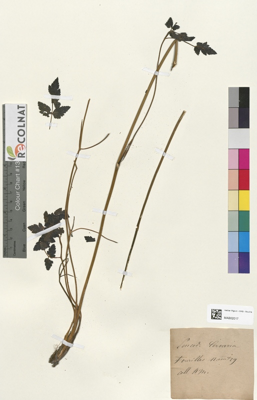 Peucedanum cenaria (Apiaceae)