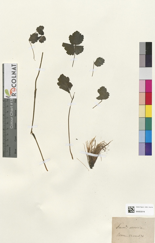 Peucedanum cenaria (Apiaceae)