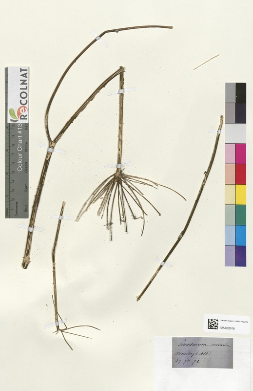 Peucedanum cenaria (Apiaceae)